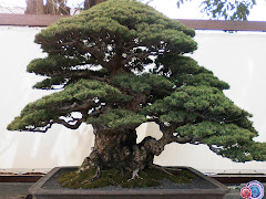 the art of bonsai