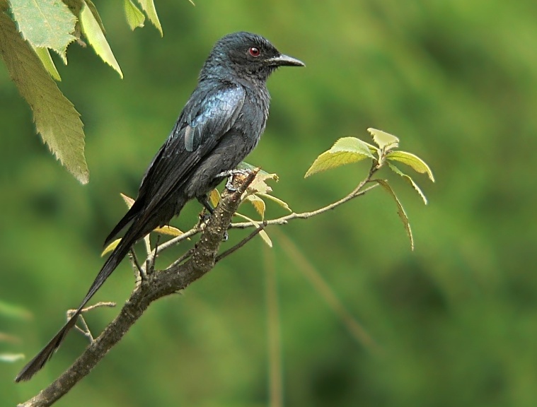 pets animals and pet birds indian birds information pets animals and pet birds indian birds information