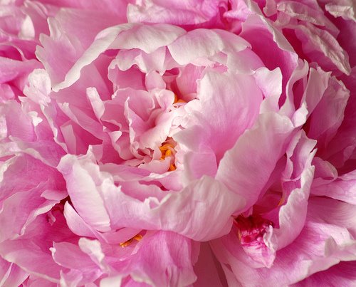 [peony.jpg]