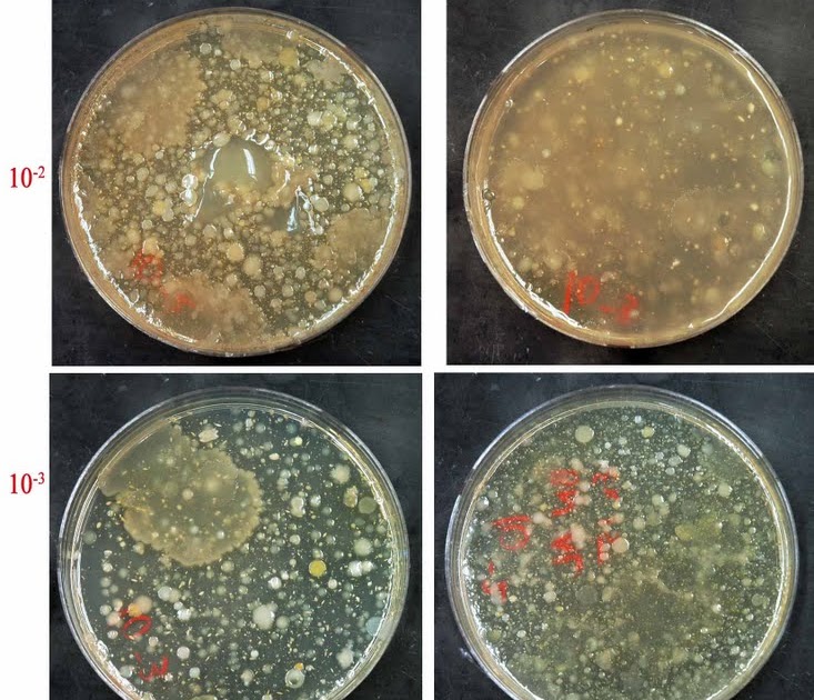 My Scientific Blog Research and Articles Microbial Water Analysis