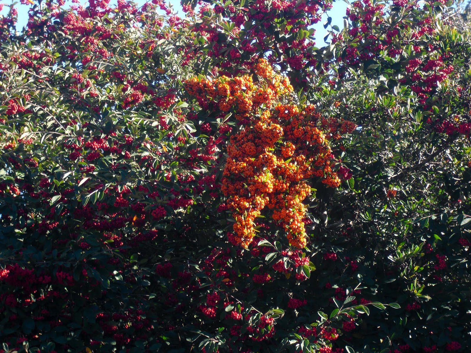 California Coastal Trees