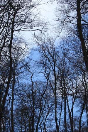 Forêt de Balleroy