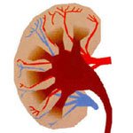 [kidney.bmp]