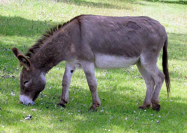 donkey cute