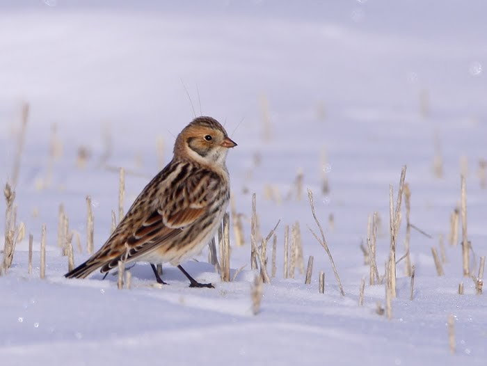 Prairie Ice Cold Weather Birds