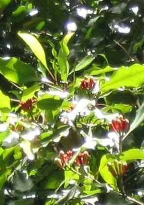 Cloves