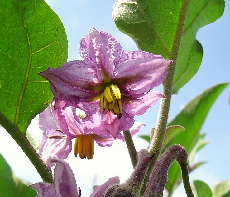 Pescalune Photo Fleurs d'Aubergines / Eggplant flowers