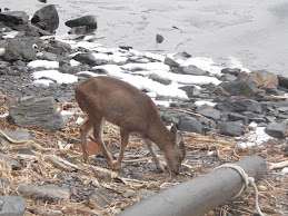 #1 Eating seaweed at low tide