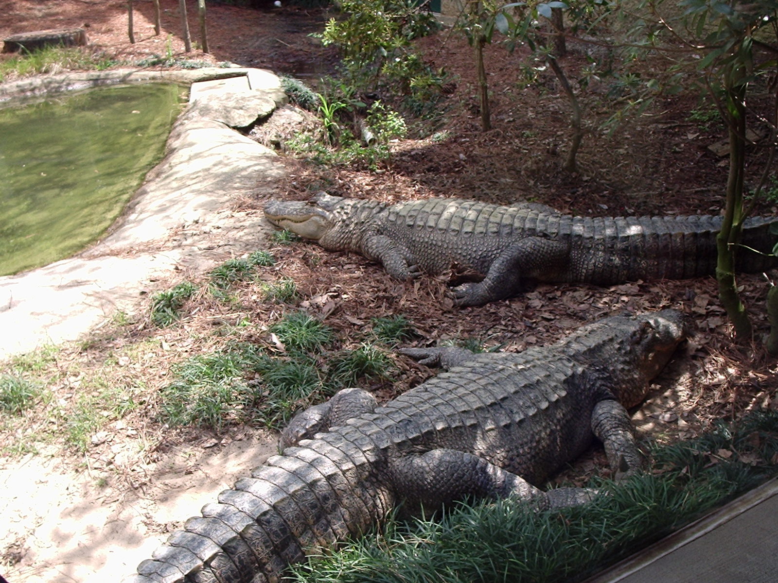 Roadrunner's Travels Texas Fish Hatcheries at Athens,TX