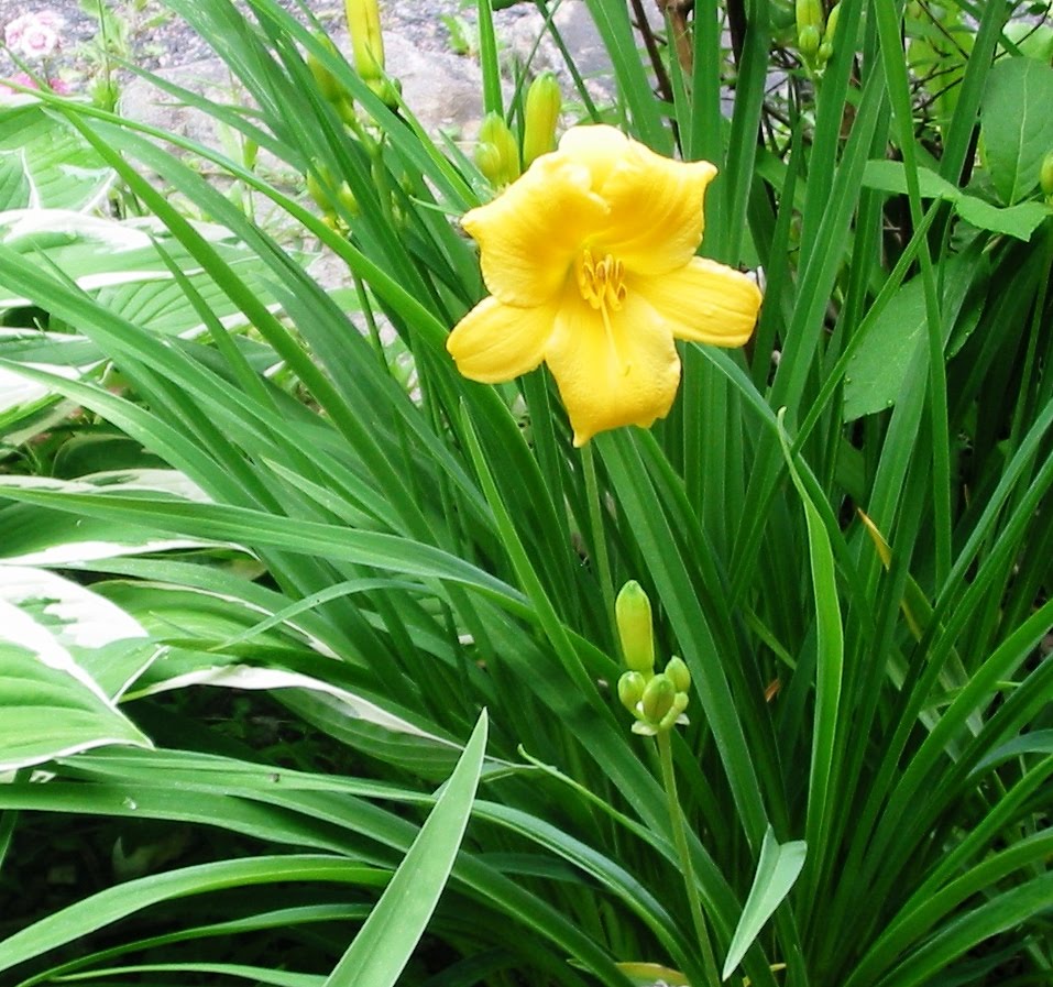 Planting Daylilies