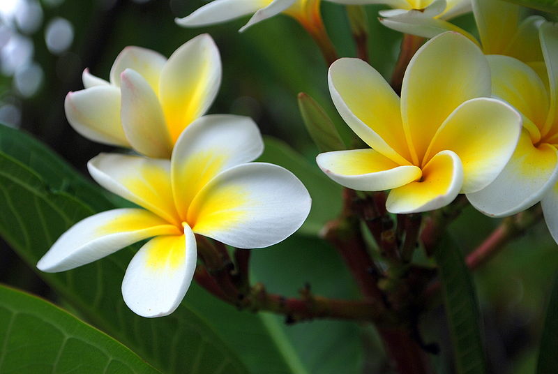 LI NA HERBS FRANGIPANI TREE