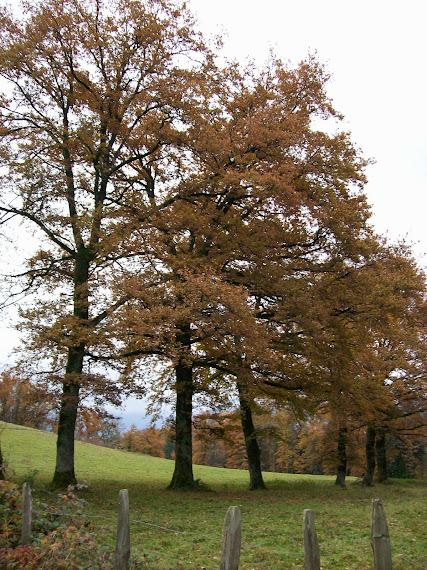 LES HAIES BOCAGERES A PRESERVER