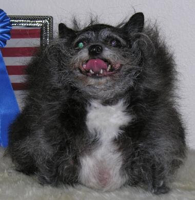Sam, the world's ugliest dog, died on November 18th 2005 at the age of 14