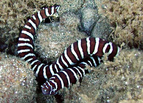 hawaiian zebra moray