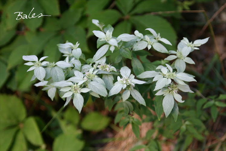 Mountain mint