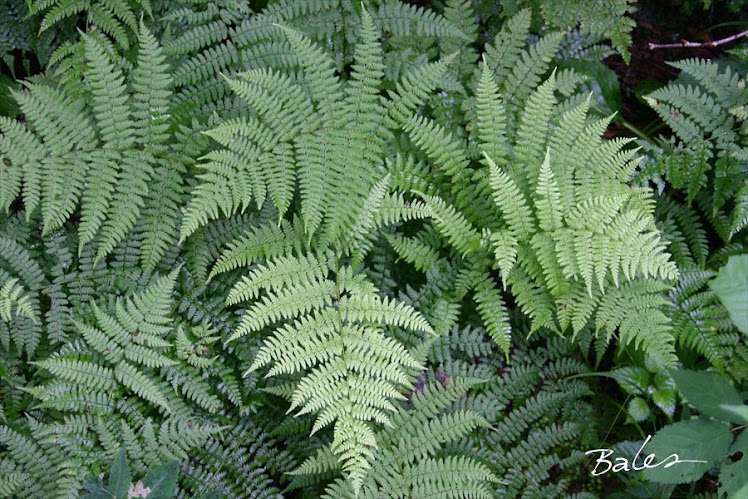 Ferns