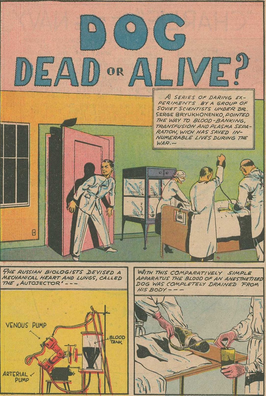 [dog+dead+or+alive+01.jpg]