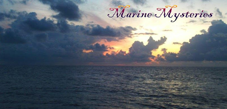 Marine Mysteries