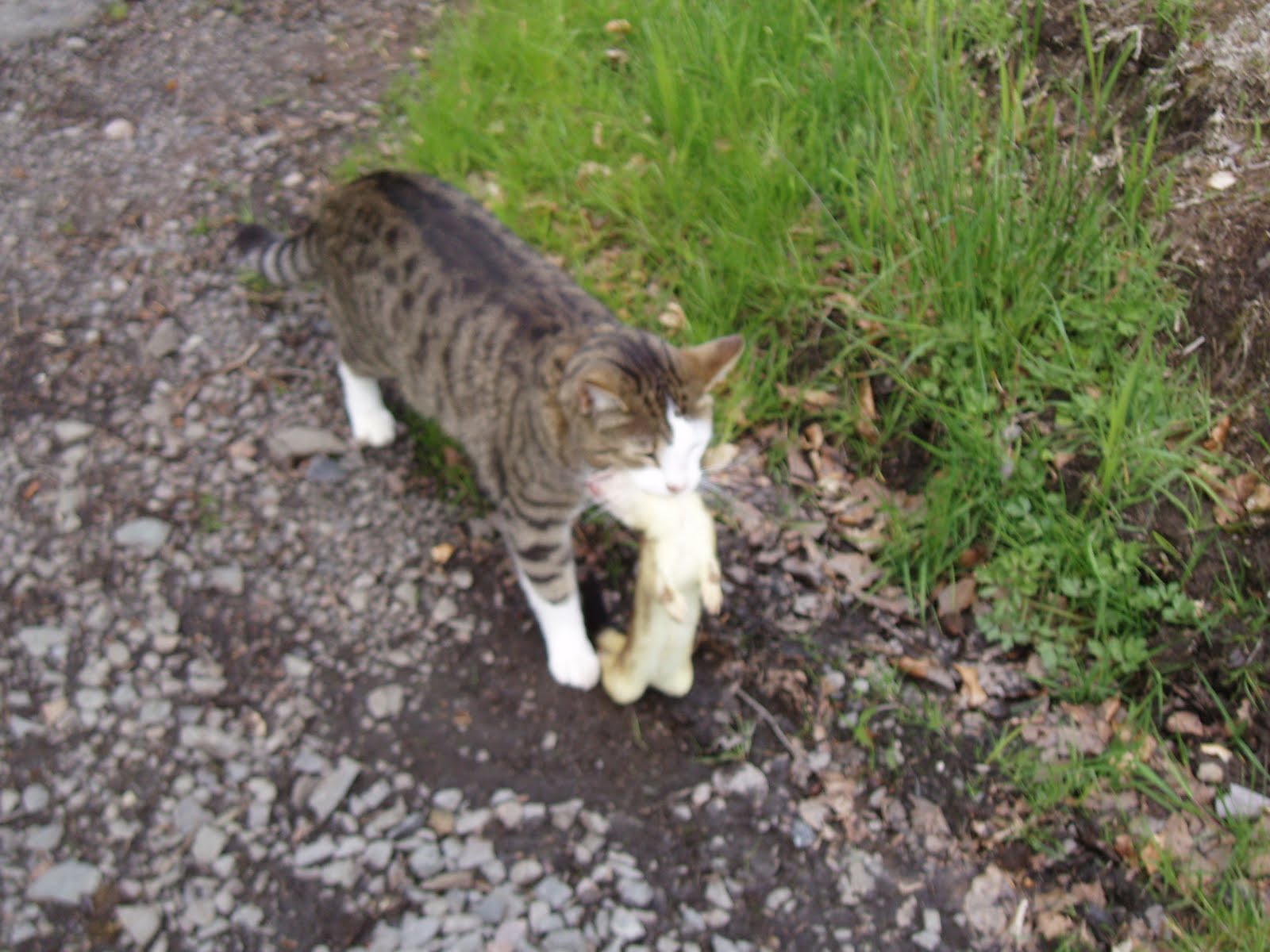 Cat predation on stoats and weasels Carnivora