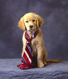 How To Make Neckties For Dogs How To Make Neckties For Dogs