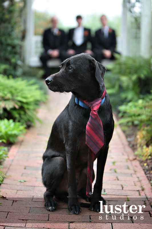 15 Dogs Wearing Ties Now That's Nifty