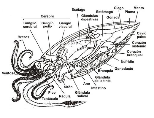 Anatomia interna de la sèpia