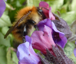 A hungry bee