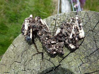 Owl pellet squished open to show vole bones