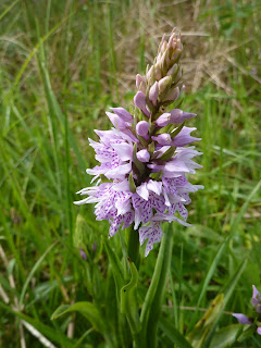 Orchid