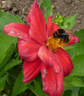 Bee feeding on a pink flower