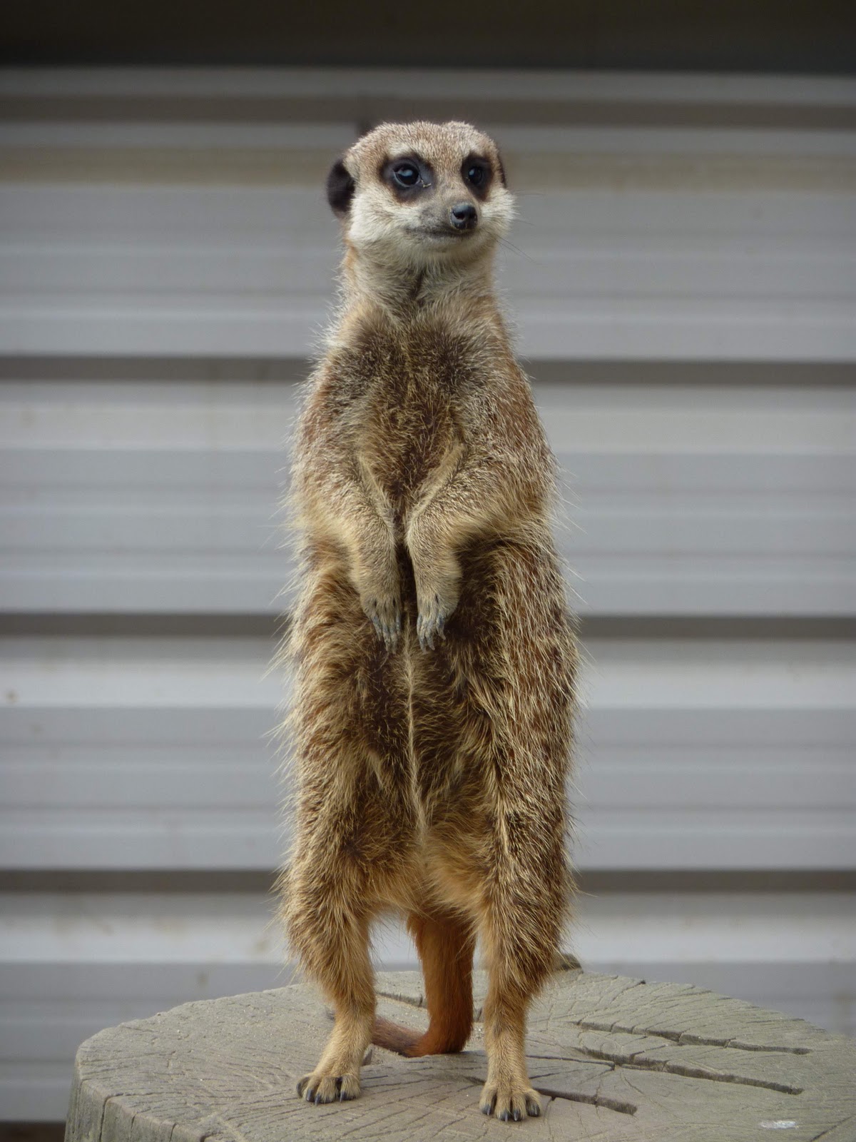 meerkat.JPG
