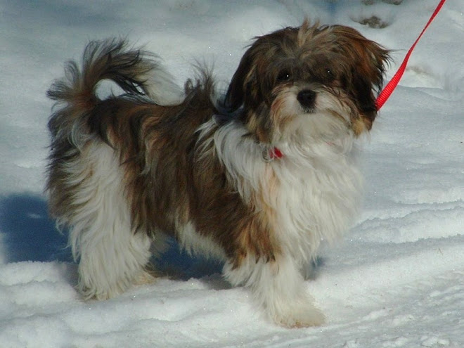 RED SABLE PARTI COLOR