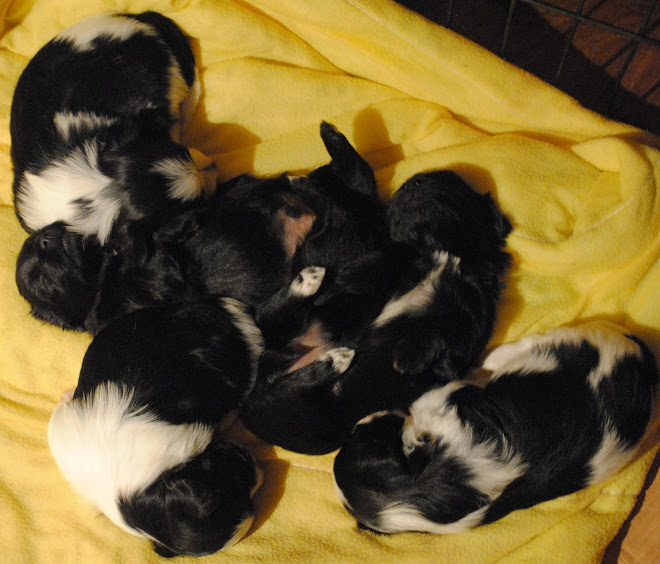 #2 DUSTIN X TIZIANA LITTER 11/10/09