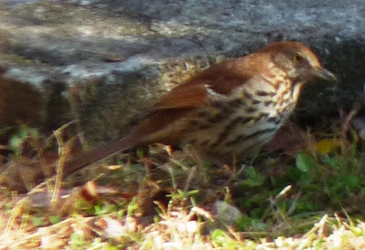 brown thrasher