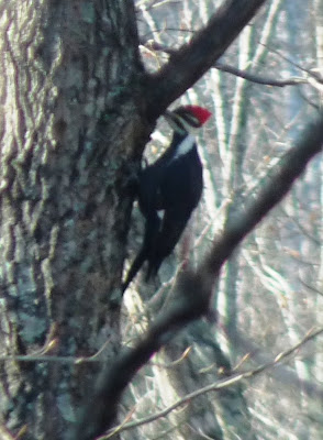 pileated woodpecker