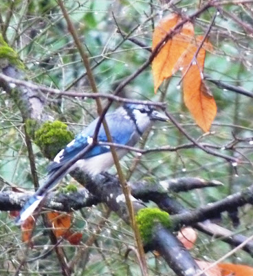 blue jay