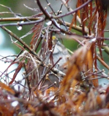 white-throated sparrow