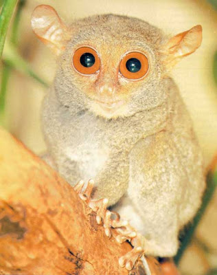 S E R B S Other W O N D E R S Tarsiers People Leave Them Alone