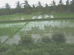 Scenes from the train window.....