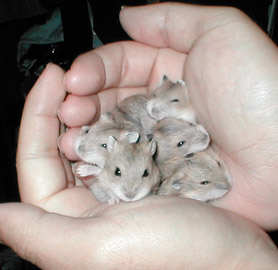 [asciencemice.jpg]