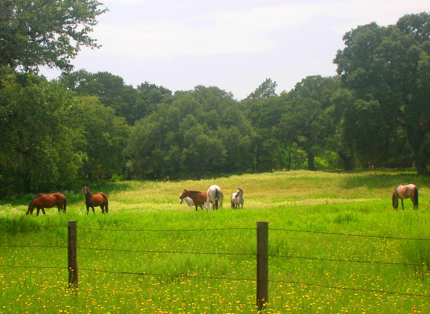 Rolling Hills Land Company Blog