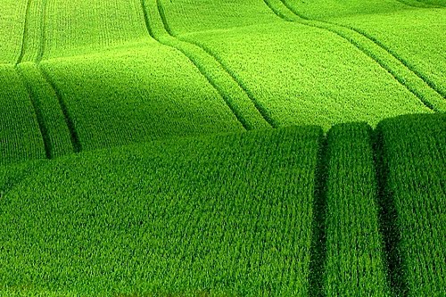 [wheatfield+afternoon+light.jpg]