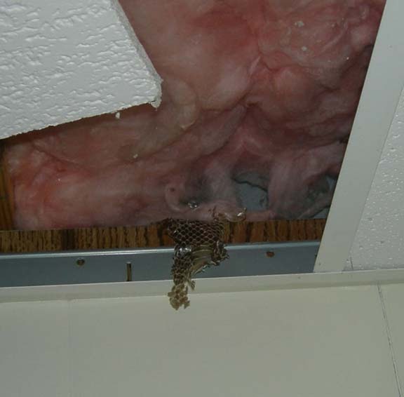 Quiltville's Quips & Snips!! More Snakes In The Ceiling!!