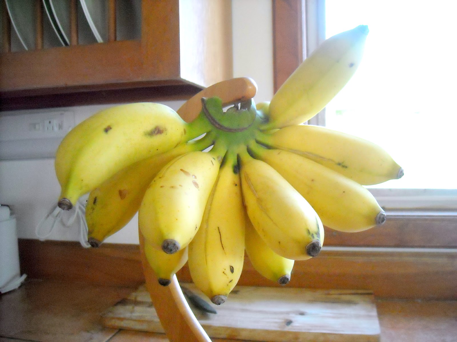 Nancy's Adventures in Roatan Sandy Bay, Roatan, Bananas and Lionfish