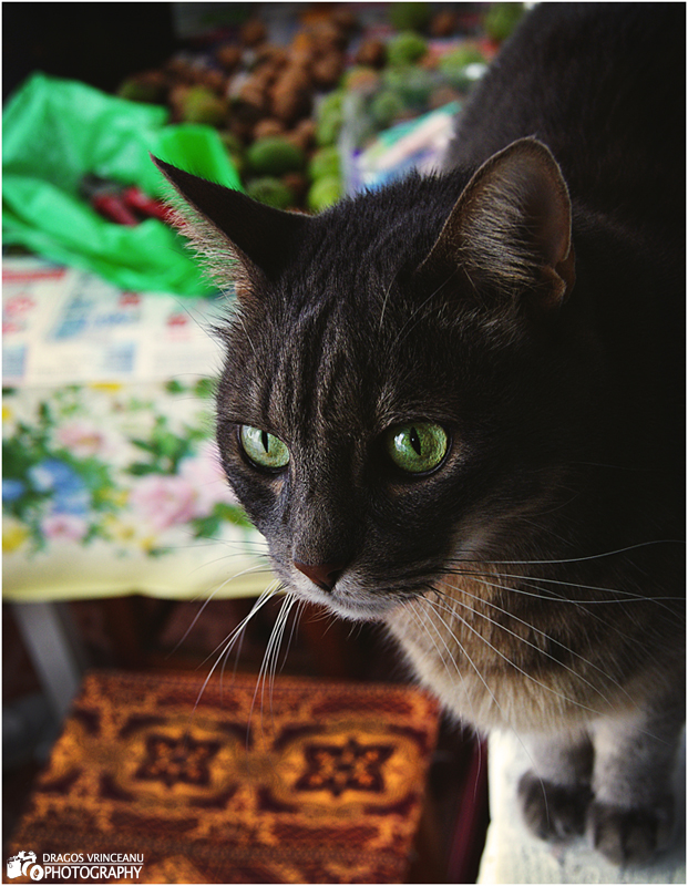 Dragos Vrinceanu Photography Cat with nuts