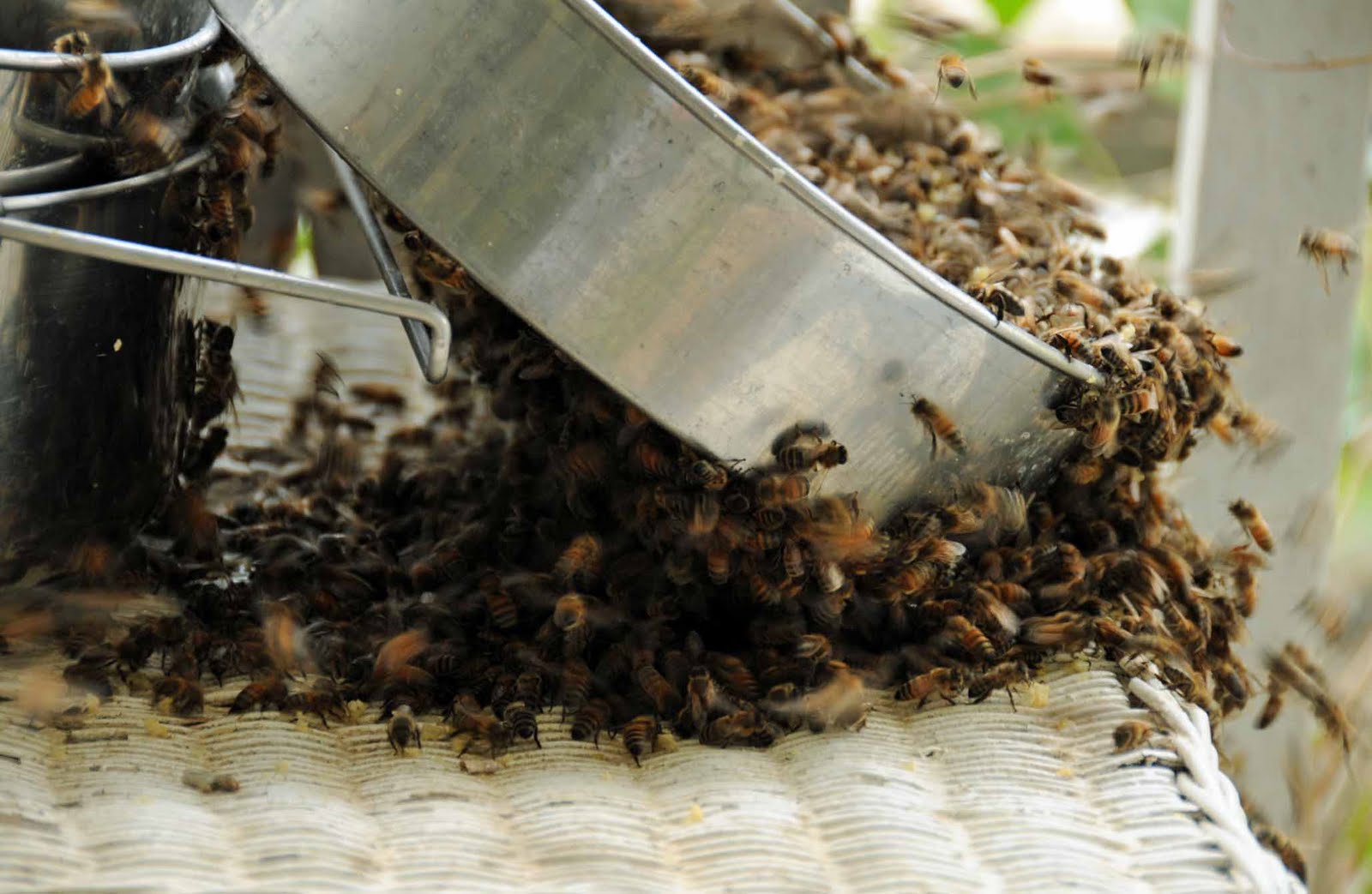 Punkin's Patch Boiling Bees