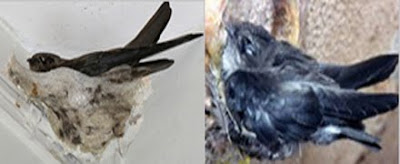 Burung Walet Merupakan Pemakan Serangga Yang Bersifat Aerial Burung Walet Merupakan Pemakan Serangga Yang Bersifat Aerial