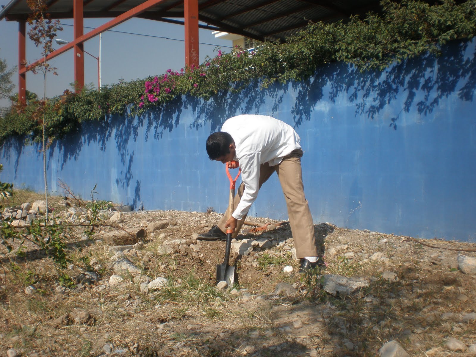 SECUNDARIA IGNACIO RAMIREZ 8 T.M.: Limón