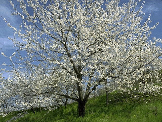 весна, авитаминоз, минералы, микроэлементы, витамины, лекарства, аптека