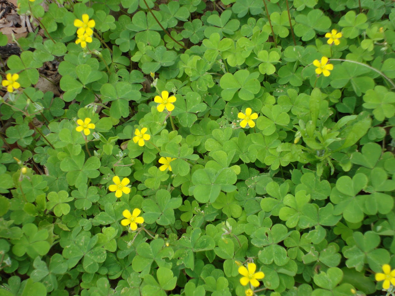 Around Grandma's Table Florida Wildflowers Part 1